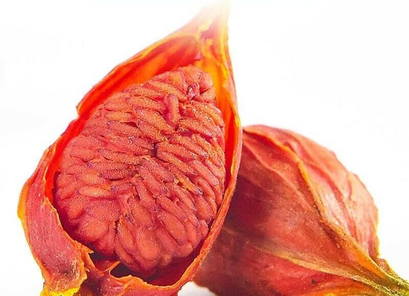 Partículas de hierbas de ecología china de Gardenia Zhi Zi de fruta de jazmín de Cabo Natural (500g)